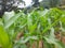 A green sorghum plantation. Plants during the planting season. Â .